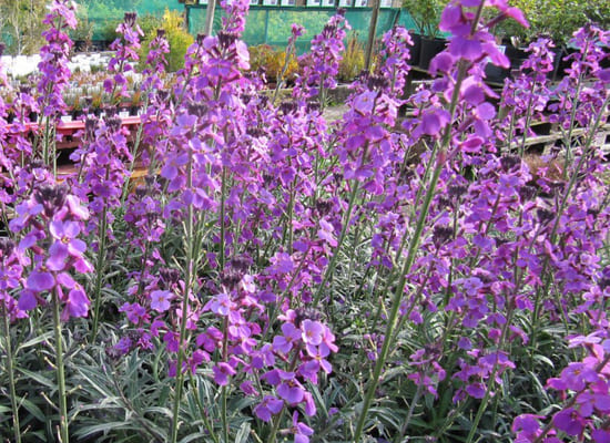 Fleurs violettes 7.jpg